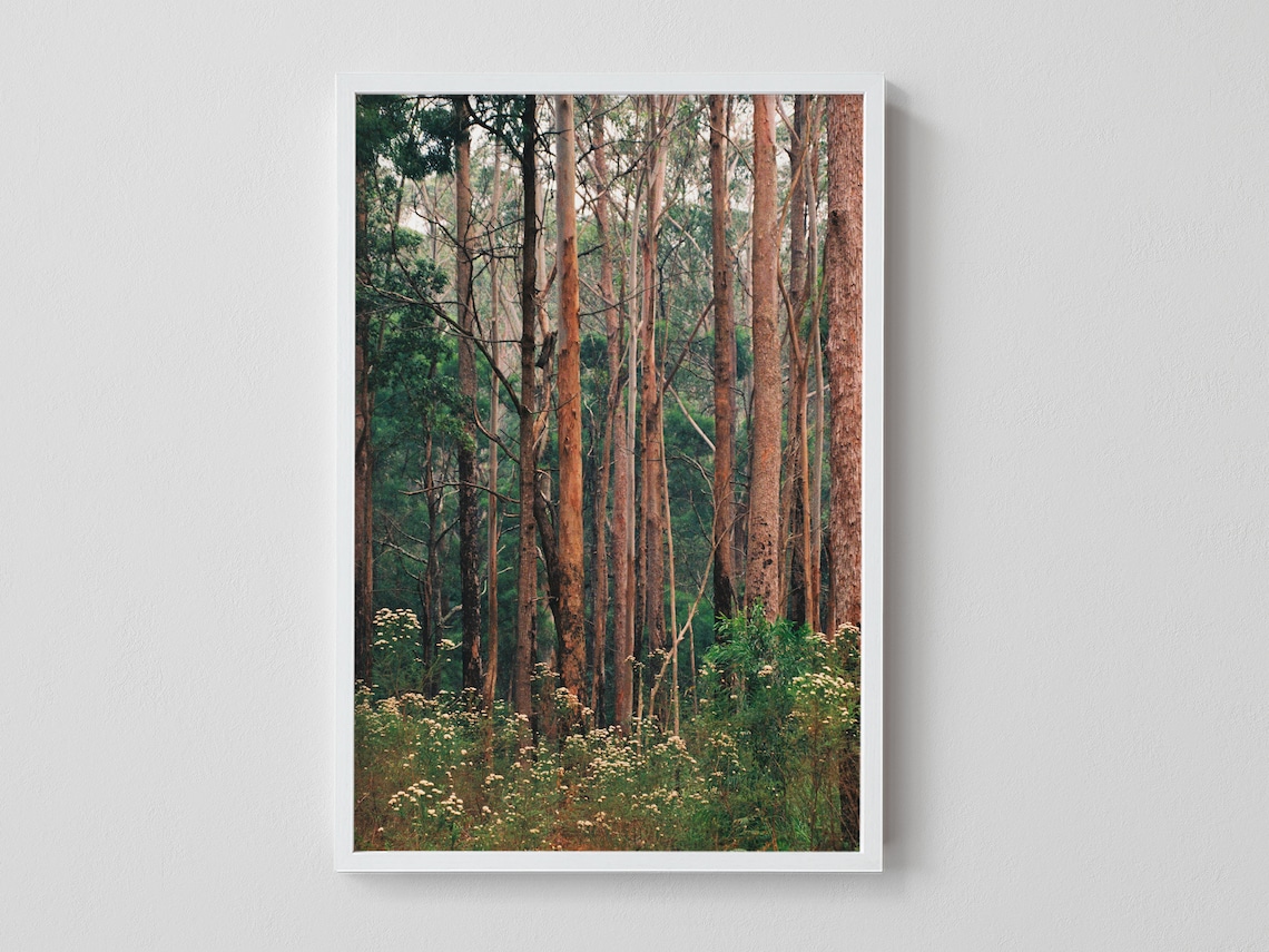 Australian Art Australian Bush Artwork Nature Photography Etsy