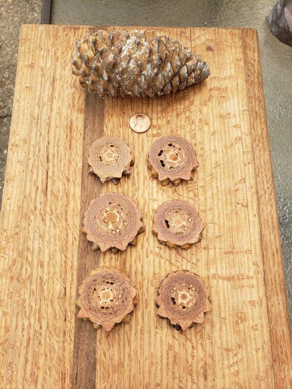 Knobcone Pinecone Slices / Pinecone Pendant Slices / 6 | Etsy