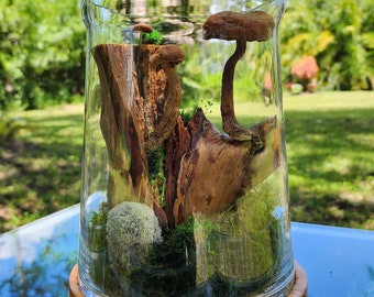 Terrarium of moss and preserved mushrooms.-3