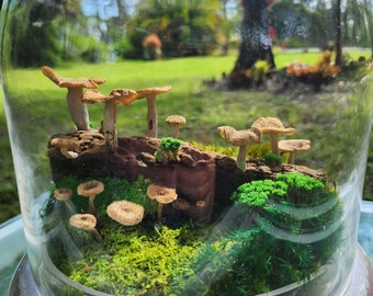 Terrarium of moss and preserved mushrooms.-Dome Glass