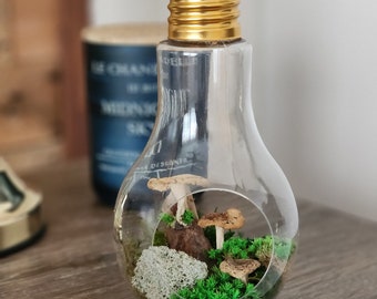 DIY Moss terrarium with Mushrooms Art Kit