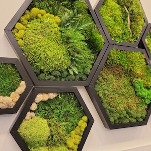 Hexagon moss preserved