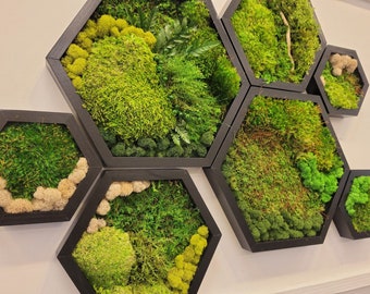 Hexagon moss preserved