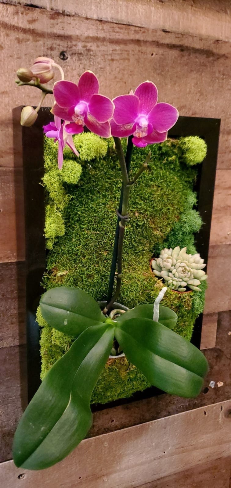 Artplant With Orchids 