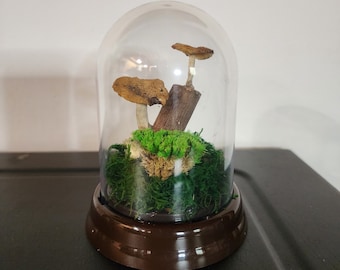 DIY Moss terrarium  Art Kit.