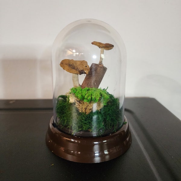 DIY Moss terrarium  Art Kit.