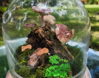 Terrarium of moss and preserved mushrooms.-Dome Glass