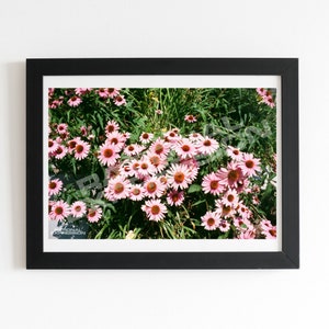 Pink Flower Photo Print - Echinacea Purpurea - Digital Wall Art for Home Office or Living Room