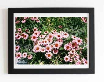 Pink Flower Photo Print - Echinacea Purpurea - Digital Wall Art for Home Office or Living Room