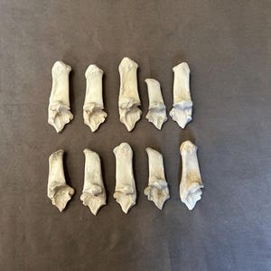 May include: A collection of eleven off-white animal bones, possibly phalanges, arranged on a brown surface. The bones have a weathered appearance, with detailed structures visible at the ends. The arrangement suggests a display or educational context.