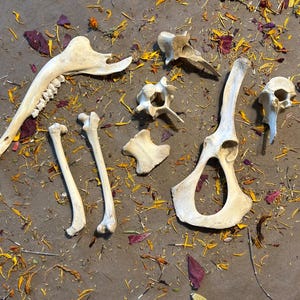 Box of bones! 8 bones