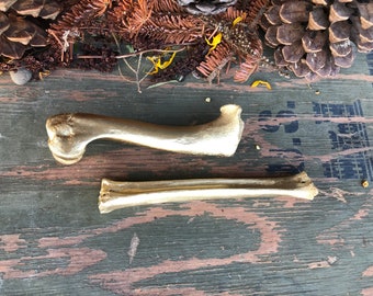 2 Gold Painted Deer Leg Bones! Real Bones!