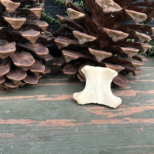 1 Deer Sternum Bone. Natural Bone Mjolnir.