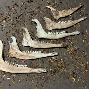 6 Imperfect Deer Jaw Bones. Real Animal Bones. Great For Crafts!