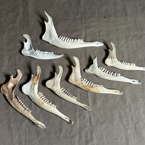 8 Imperfect Deer Jaw Bones. Real Animal Bones. Great For Crafts!