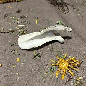 May include: A white bone with a curved shape, lying on a gray fabric surface with dried yellow flowers and green leaves scattered around it.