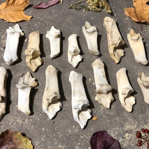 14 Animal Tarsal Bones! Real Bones! Great for Crafts!