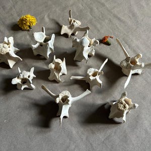 10 Deer Vertebrae! Real Bones!