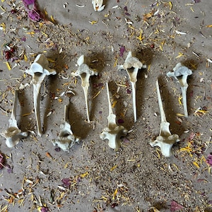 8 Deer Vertebrae! Real Bones!