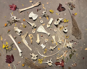 May include: A collection of animal bones, including a rib cage, leg bones, and a skull, arranged on a gray surface with dried flowers and leaves.