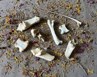 May include: A collection of white animal bones on a surface covered in dried flower petals and small red berries.