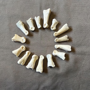 May include: A collection of small, off-white bones arranged in a circular pattern on a gray surface. The bones appear to be from a small animal, possibly a bird or rodent. The lighting is soft, and the overall effect is natural and somewhat macabre.