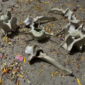 7 Deer Vertebrae! Real Bones!