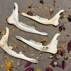 Lot of 4 Imperfect Deer Jaw Bones. Real Animal Bones. Great For Crafts!