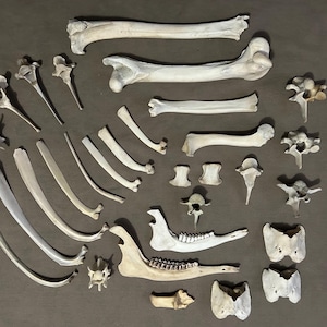 May include: An assortment of animal bones, including ribs, vertebrae, and leg bones, are arranged on a dark gray surface. The bones vary in size and shape, with a natural, off-white color. The arrangement suggests a collection or display of skeletal elements.