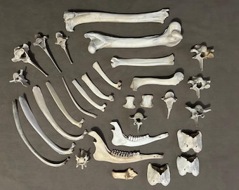 Big box of bones! 21 bones for crafting, bone art, curios, oddities and more!