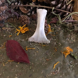 1 Deer Sternum Bone. Natural Bone Mjolnir.