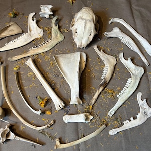 Large box of bones! 20 pieces!