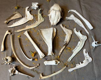 Large box of bones! 20 pieces!