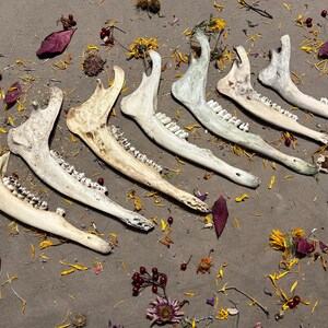 Lot of 7 Imperfect Deer Jaw Bones. Real Animal Bones. Great For Crafts!