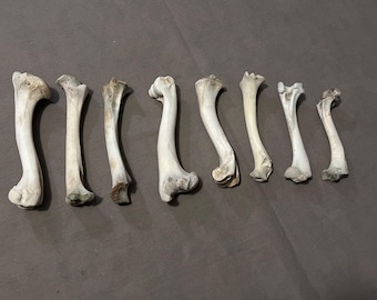 8 Imperfect Leg Bones!