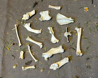 15 Piece Lot of Small Bones! For Crafting, Bone Art, Bone Jewelry and More.
