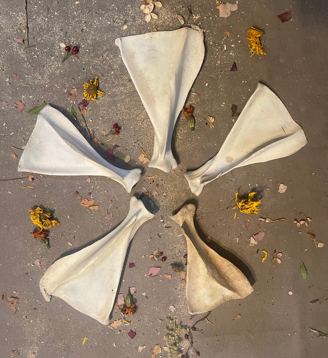 5 Deer Scapula Bones Real Animal Bones Naturally Cleaned Etsy