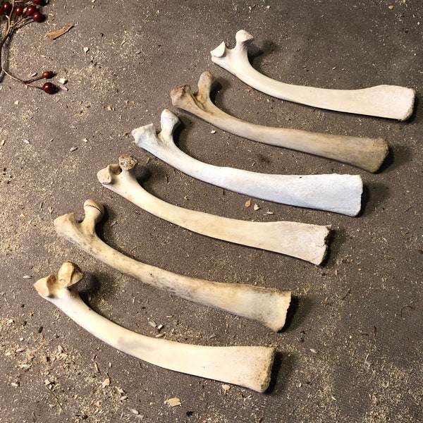 Rib Bones - Etsy