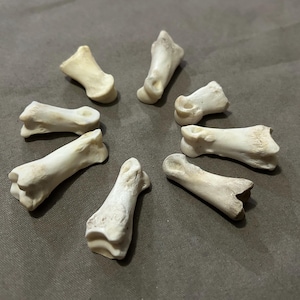 May include: A collection of eight small, off-white bones arranged in a circular pattern. The bones appear to be from an animal, possibly a foot or paw. The background is a solid, neutral gray.