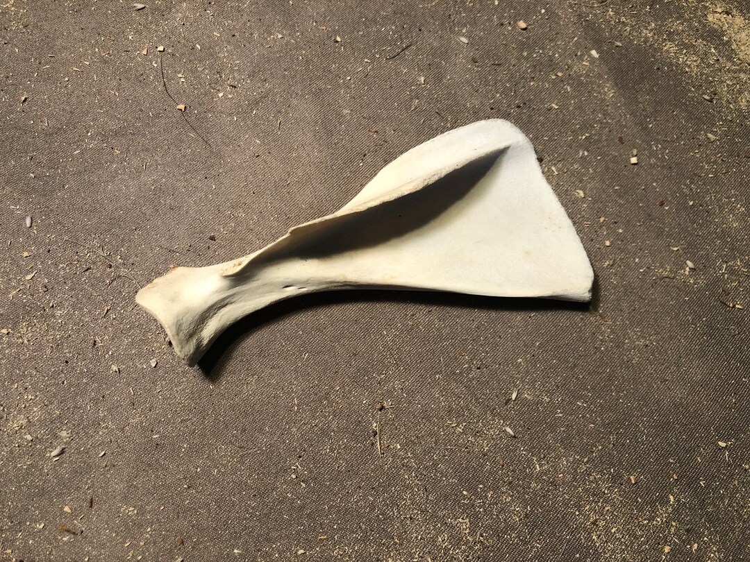 Deer Scapula Etsy