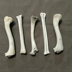May include: Five off-white animal bones of varying shapes and sizes are arranged on a dark brown surface. The bones appear to be from different parts of the body, with some curved and others straight.