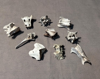 10 Imperfect Vertebrae