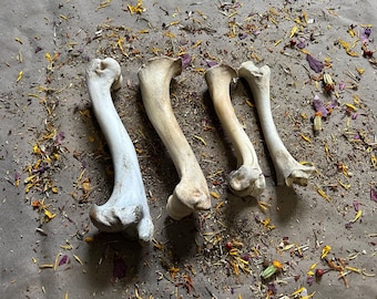 4 Imperfect Leg Bones!