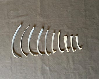 10 Rib Bones! Real Animal Bones!