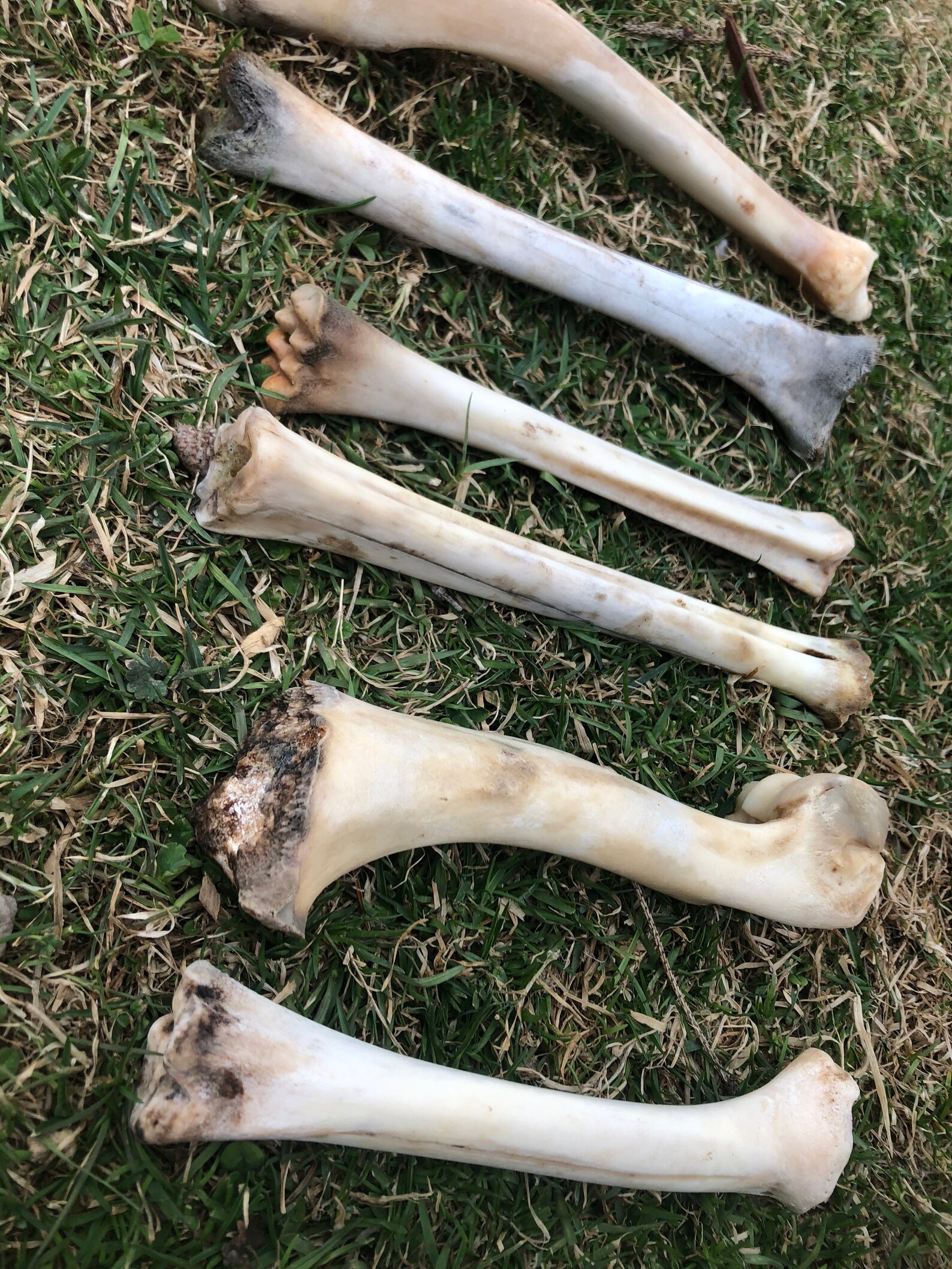 Lot Of 6 Deer Leg Bones. Real Animal Bones. Etsy