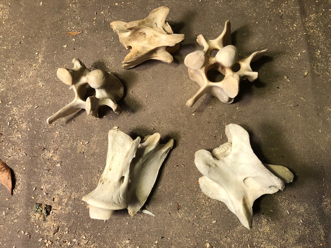 5 Deer Vertebrae Real Bones Etsy