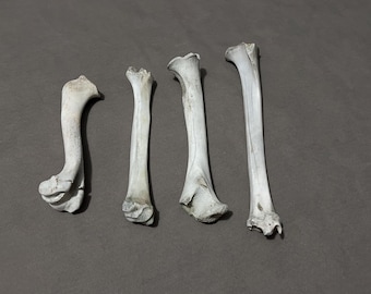 4 Imperfect Leg Bones!