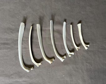 7 Rib Bones! Real Animal Bones!