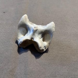 May include: A single off-white animal vertebra bone featuring a complex, irregular shape with two prominent upper projections and a central hollowed section, displaying a weathered, porous texture throughout its surface.
