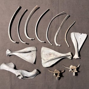 May include: An overhead shot of various animal bones, including curved ribs and flat scapulae, arranged on a dark gray surface. The bones are off-white and appear to be weathered.